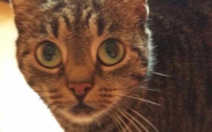 Zbiórka Zakup karmy dla moich 7 zwierząt - zdjęcie główne