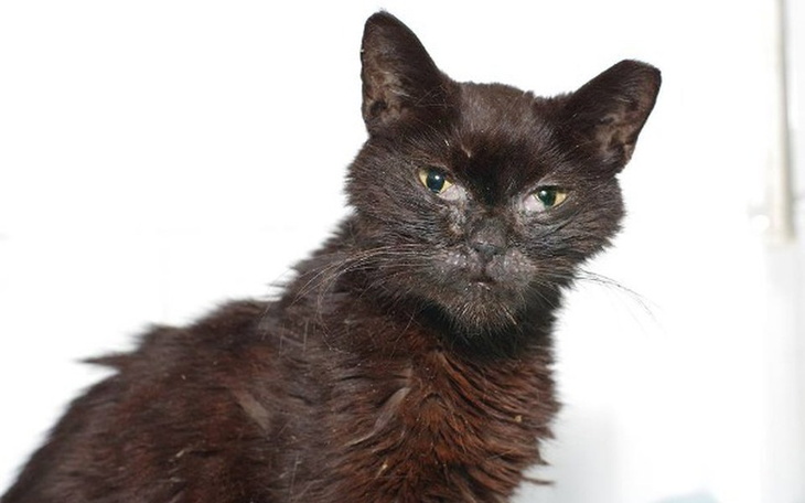 Czarny kot z wyrazem twarzy, wyglądający na zmęczonego.