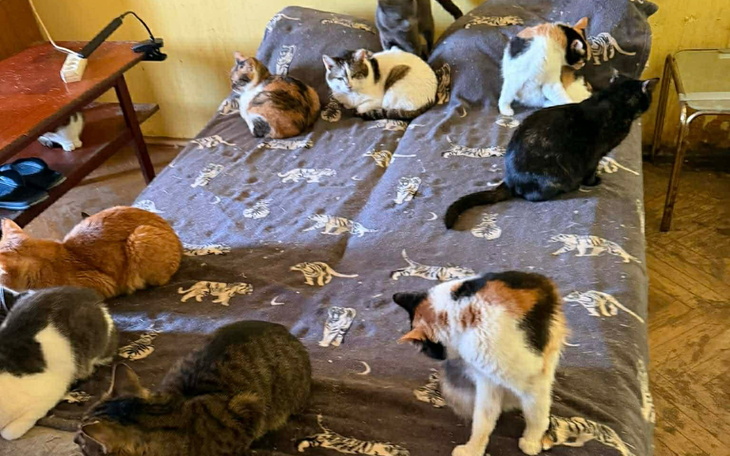 Pies śpiący na dywanie, wygląda na zrelaksowanego.