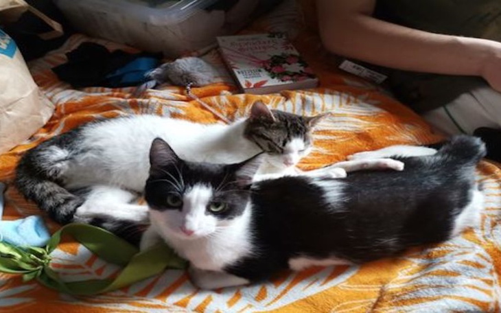 Zbiórka Trójnogi Statyw walczy z FIP - zdjęcie główne