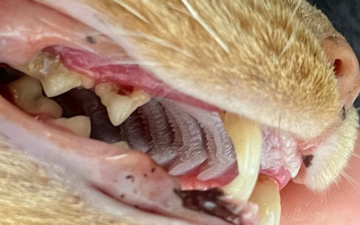 Zbliżenie na zęby kota, ukazujące szczegóły.