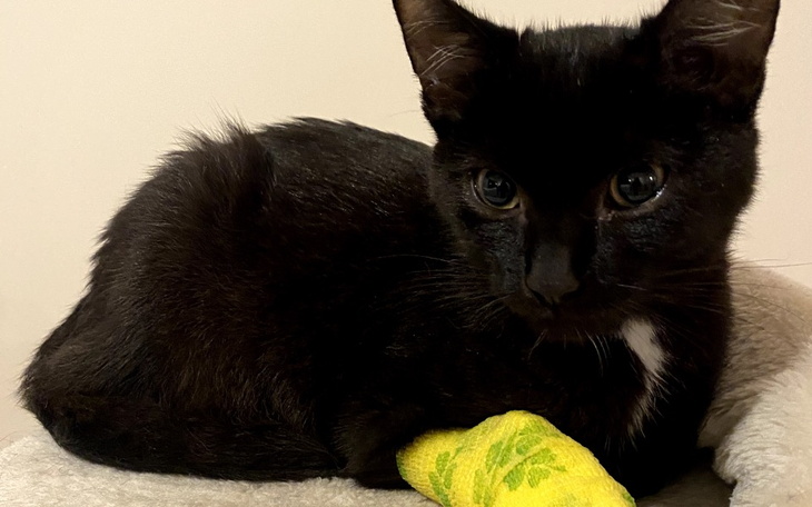 Zbiórka Pomoc w leczeniu dla Felusia - zdjęcie główne