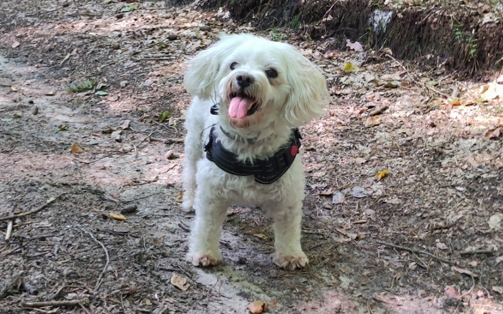 Mały piesek na spacerze, wygląda radośnie.
