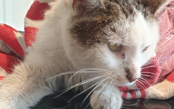 Zbiórka na pomoc kotom z ulicy - zdjęcie główne