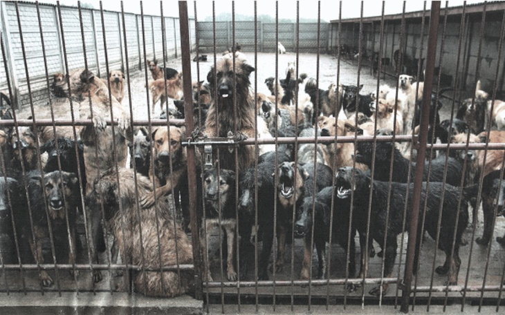 Zbiórka Pomóżcie psą - zdjęcie główne