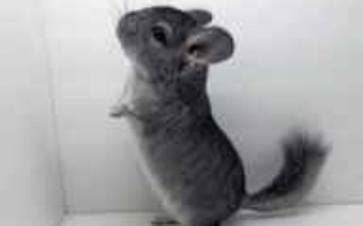 Zbiórka Na szynszyla - zdjęcie główne