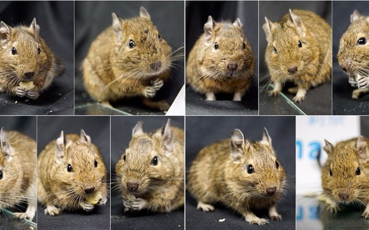 Zbiórka Faktura za wizytę kontrolną 12 - zdjęcie główne