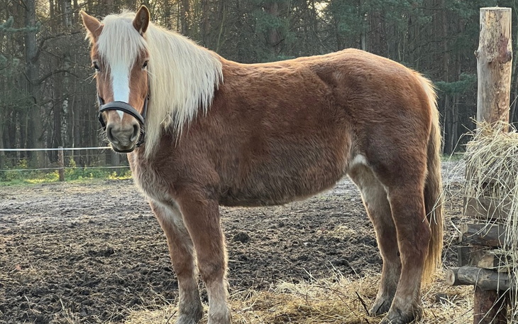 Koń stojący na pastwisku w lesie.