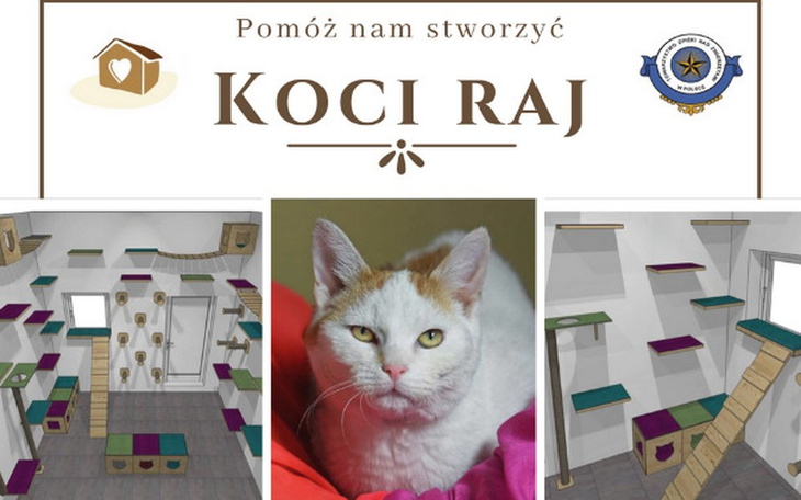 Zbiórka Koci Raj dla sopockich kotów - zdjęcie główne