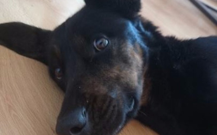 Zbiórka POMOC suni Głidi w walce - zdjęcie główne