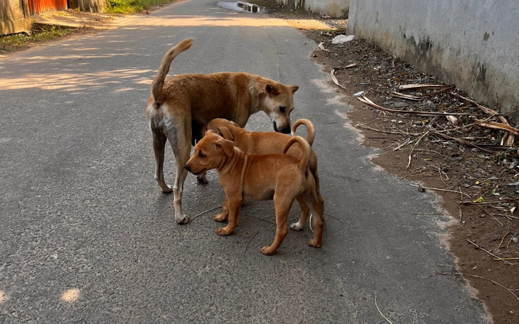 Trzy psy na ulicy, chwila przyjaźni.