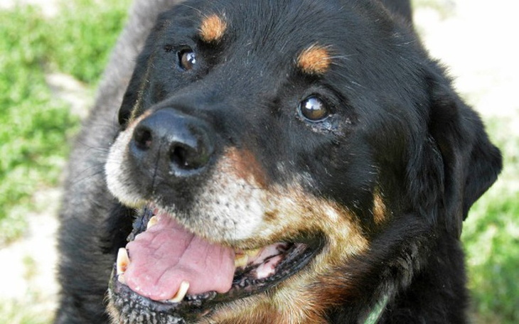 Radosny pies z szerokim uśmiechem, na zielonej trawie.