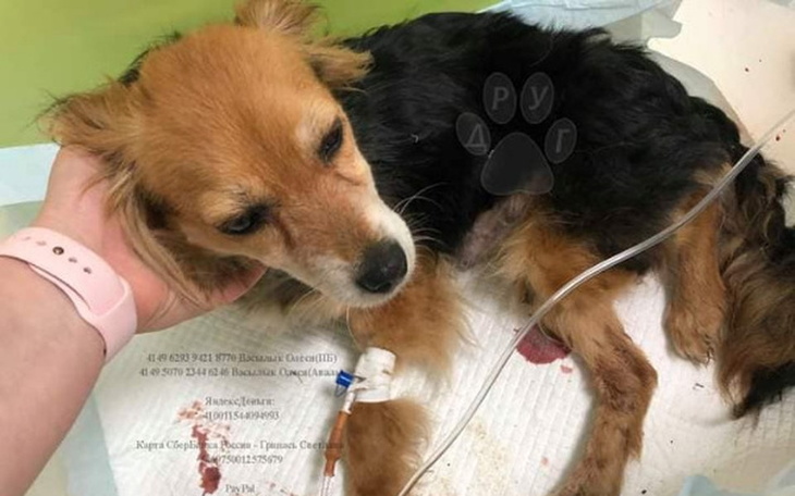 Zbiórka Julia z Ukrainy - Suczka - zdjęcie główne