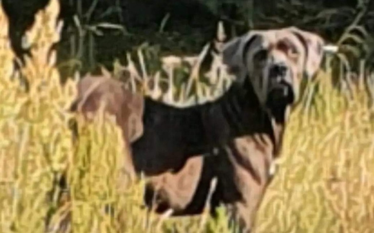 Zbiórka JAMOR dla psa znad jeziora - zdjęcie główne