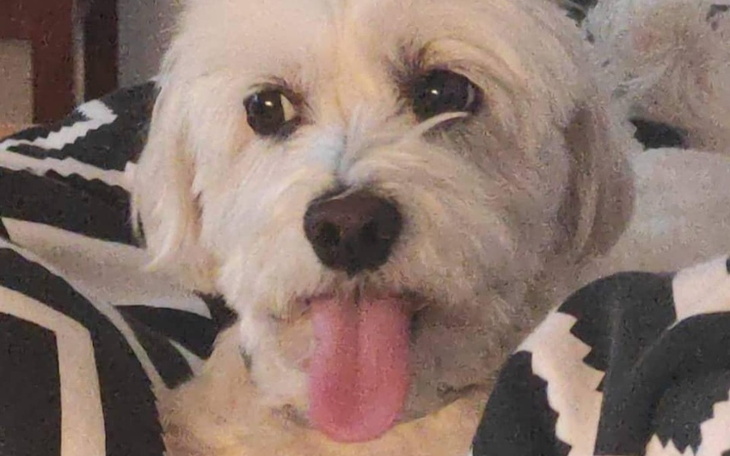 Zbiórka Koszty Operacji Lusi - zdjęcie główne