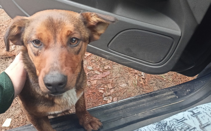 Zbiórka Pomoc Bezdomnemu Psu - zdjęcie główne