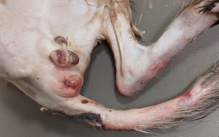 Zbiórka Spencer zjadany żywcem - zdjęcie główne