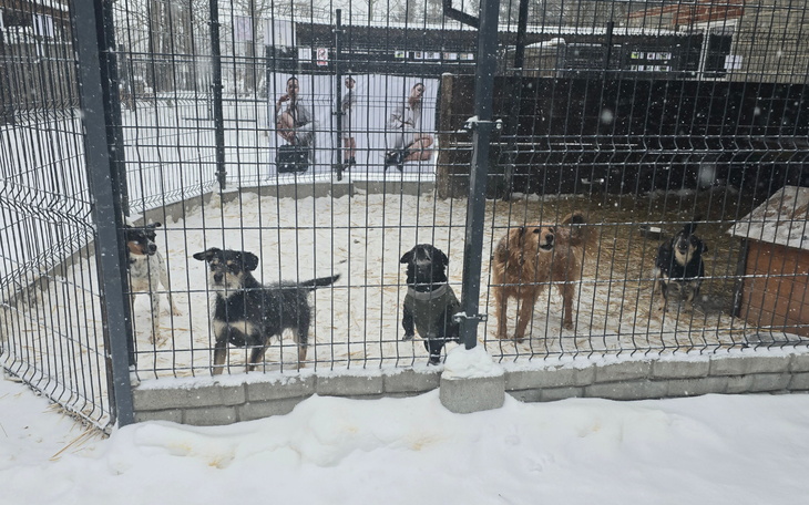 Psy w boksie, czekające na adopcję w zimowej scenerii.