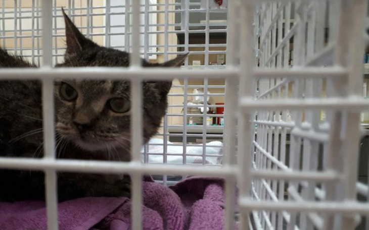 Zbiórka Pomóż Bazi przeżyć! - zdjęcie główne