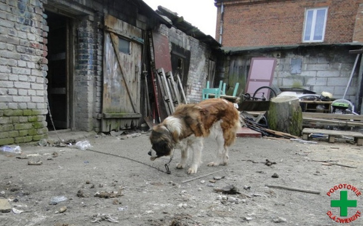 Zbiórka Życie w bólu i głodzie... POMOCY - zdjęcie główne