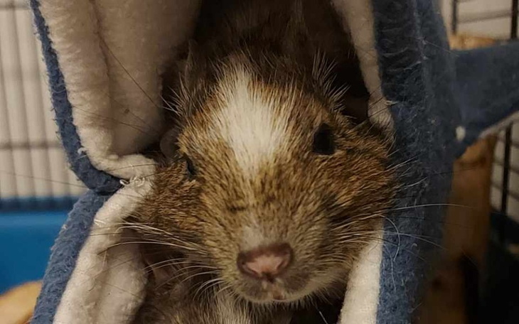 Chomik w niebieskim kocyku.