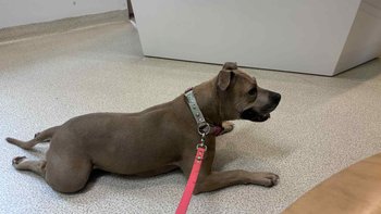 Zbiórka Aya i jej sterylka - miniaturka zdjęcia