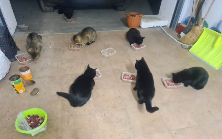 Zbiórka Pani Basia dokarmia koty,pomóżmy - zdjęcie główne