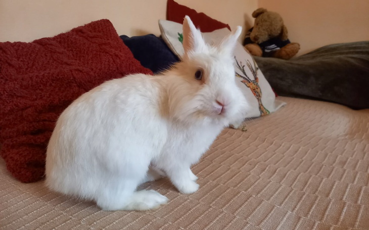 Zbiórka Na ratunek wrocławskim królikom - zdjęcie główne