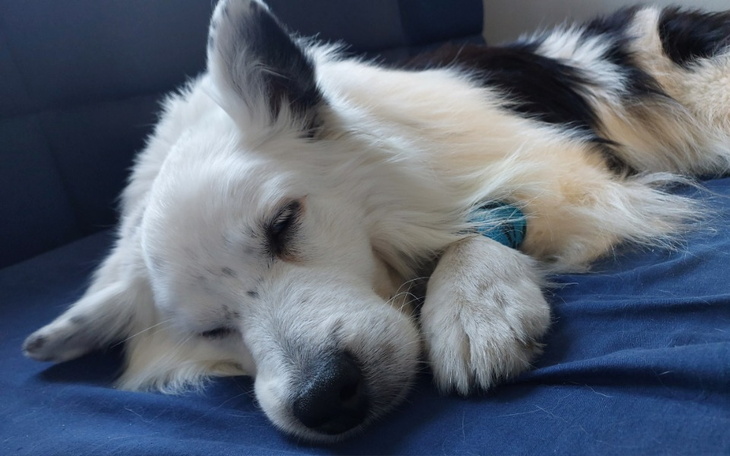 Zbiórka Ostatnia szansa dla Tajgera - zdjęcie główne