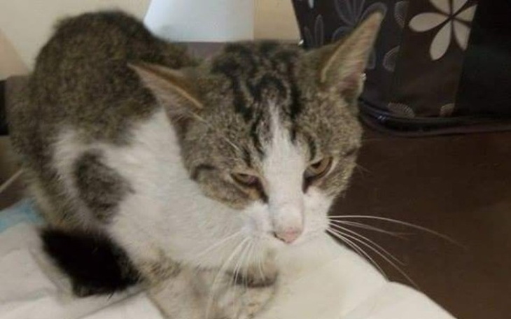 Zbiórka Ranny kotek - po przejściach - zdjęcie główne