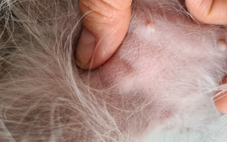 Zbiórka Piesek starszej Pani z guzem - zdjęcie główne