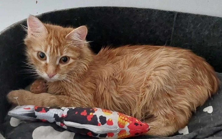 Rudy kot leży w koszyku, otulony kocem, z zabawką obok.