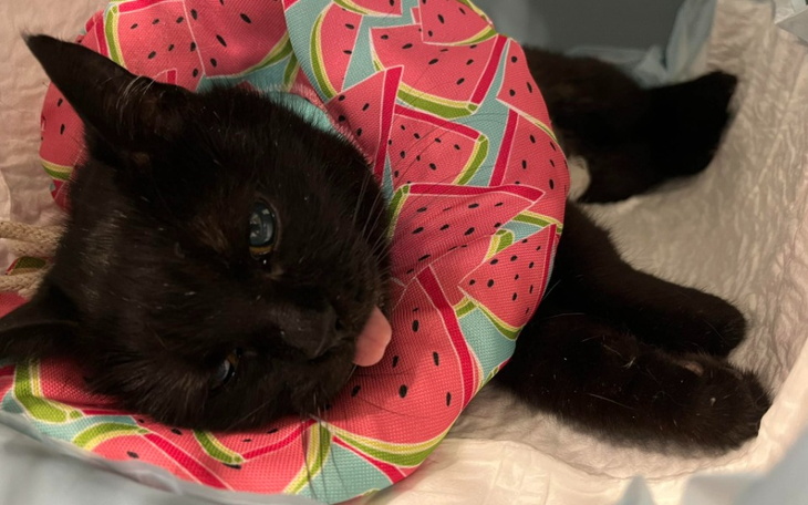 Czarny kot w kolorowej chustce, leżący na poduszce.