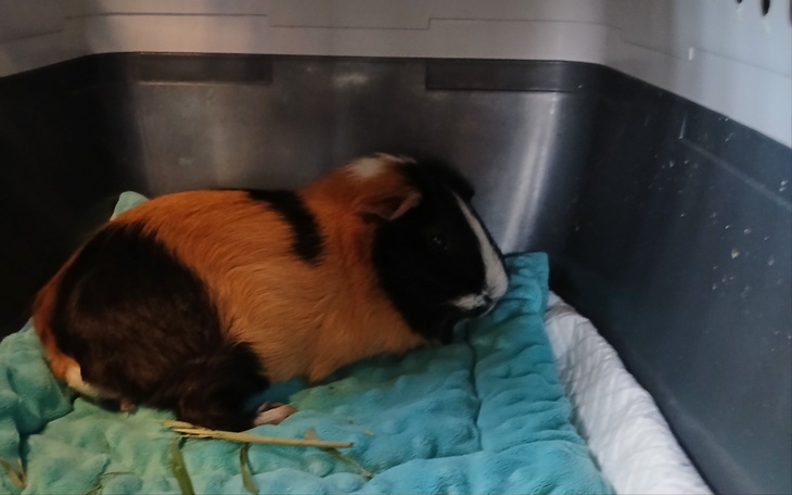 Świnka morska odpoczywająca na niebieskiej poduszce.