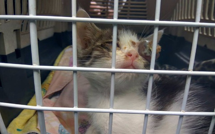 Zbiórka Na amputacje oka Orfeusza :( - zdjęcie główne