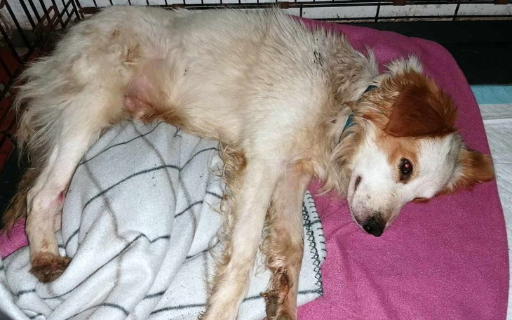 Zbiórka Czy uratujemy Ślepaczka - zdjęcie główne