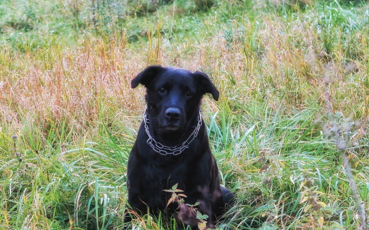 Zbiórka Laki - zdjęcie główne