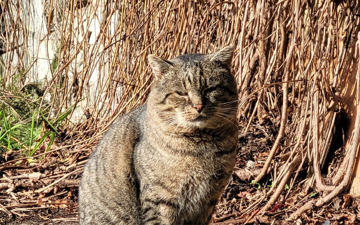 Zbiórka Puszeczki dla kitków - zdjęcie główne