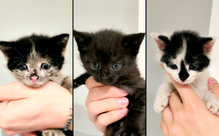 Trzy małe kotki w rękach, różne kolory i wzory.