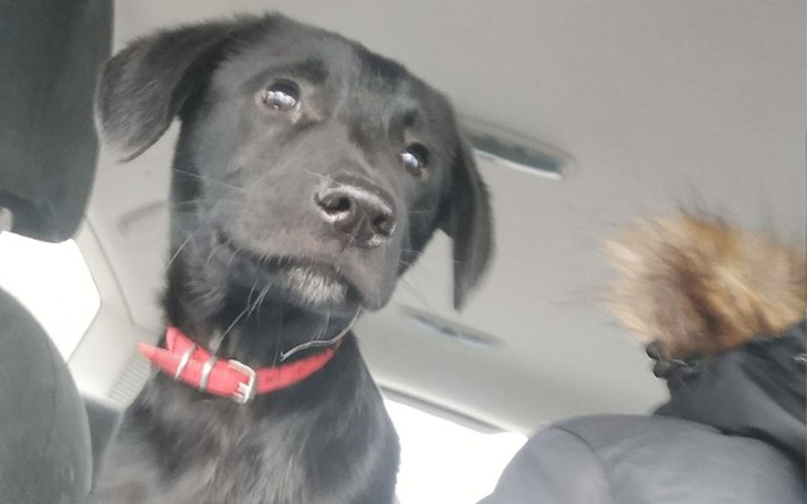 Zbiórka STWÓRZMY dom dla bezdomnych psów - zdjęcie główne