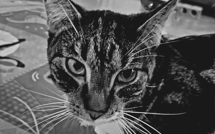 Zbiórka Zapalenie otrzewnej-walczymy - zdjęcie główne