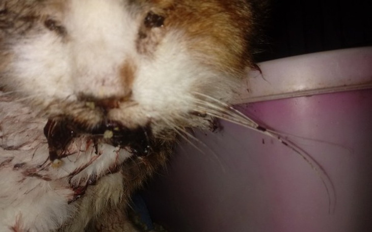 Zbiórka Panleukopenia!!! Ratujcie!!!! - zdjęcie główne