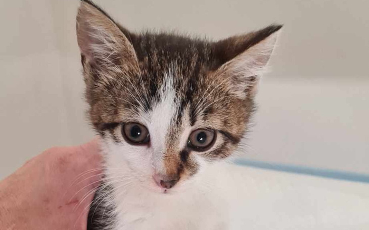 Zbiórka Surowica na walkę z wirusami kot - zdjęcie główne