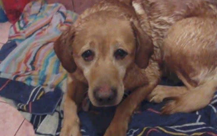 Pies leżący na kolorowym ręczniku, z wyrazem smutku.