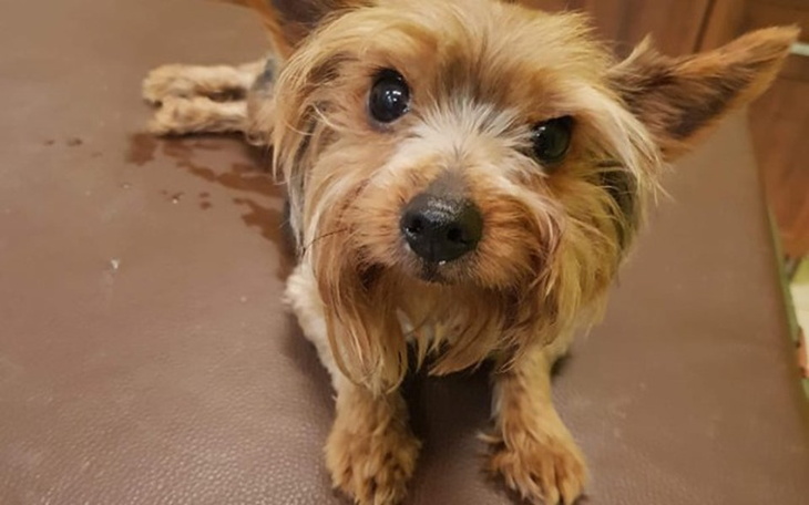 Zbiórka Sparaliżowany 2 kg yorczek - zdjęcie główne