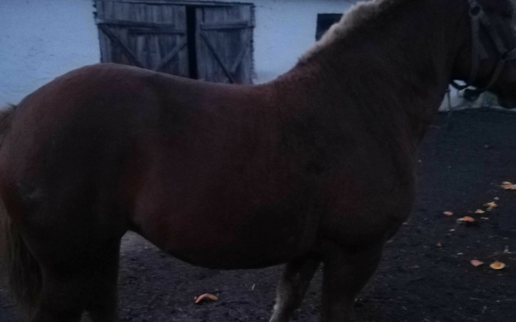 Zbiórka Uratować życie - zdjęcie główne