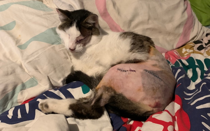 Zbiórka Operacja kotka Tomaszka - zdjęcie główne