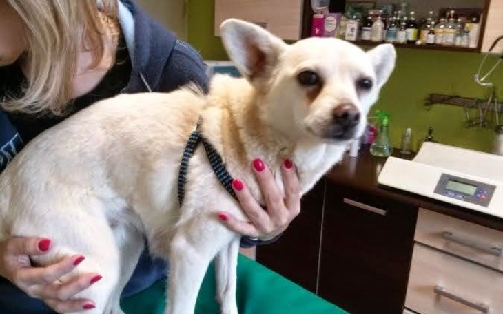 Mały piesek trzymany na rękach, z niepewnym spojrzeniem.