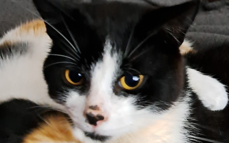 Czarnobiała kotka z wyrazistymi oczami.