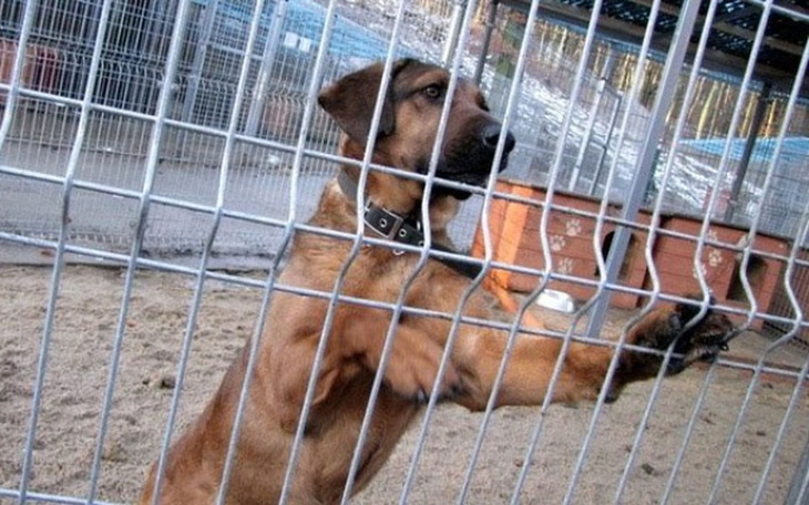 Zbiórka Pomóżmy zwierzętom w schronisku - zdjęcie główne